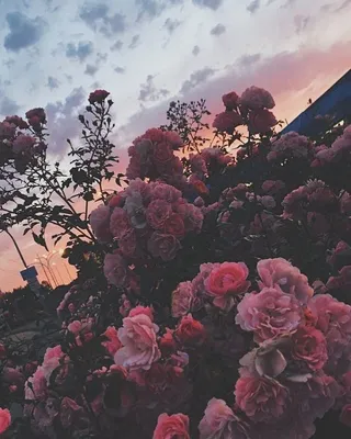 На аву | Эстетика | Красивое амино Amino