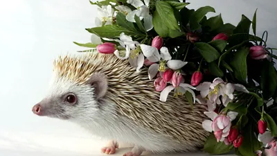 Картинка Ежики красивый Животные