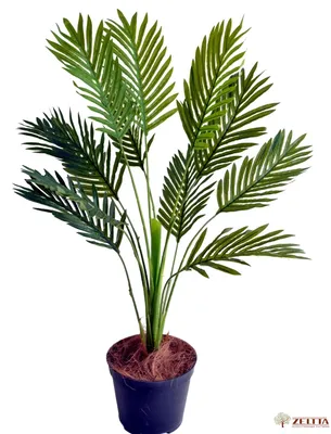 Финик Пальчатый (Финиковая Пальма) 240/45 см (Nieuwkoop Europe): Купить с  доставкой в каталоге интернет магазина Cashpo Design! Финик Пальчатый (Финиковая  Пальма) 240/45 см (Nieuwkoop Europe) по выгодной цене: отзывы, фотографии |  (Пальмы