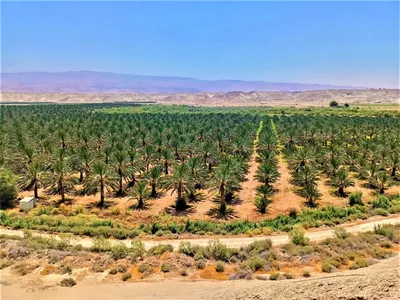 Финиковая пальма Канарских островов - Phoenix canariensis