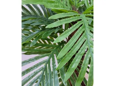The date palm from seeds video - YouTube