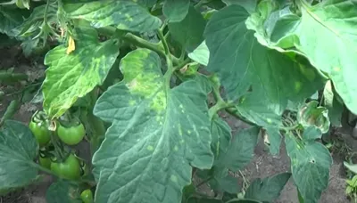Лечение фитофтороза томатов - Agro-Market24