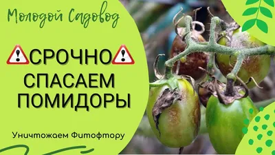 Фитофтороз томатов: как бороться и чем лечить гниль на помидорах —  Интернет-канал «TV Губерния»