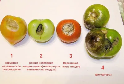 🌻🐛🍅Как бороться с фитофторой на картофеле и помидорах. Чем обработать от  мучнистой росы и фитофторы