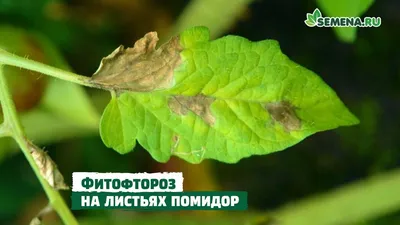 Борьба с фитофторой и вершинной гнилью на томатах