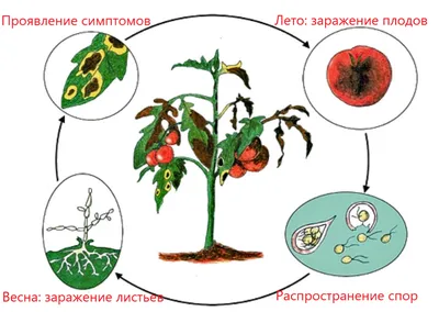 Фитофтора на помидорах исчезнет навсегда - простое дедовское средство —  УНИАН