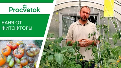 Фитофтороз томатов. Профилактика и меры борьбы — Ботаничка