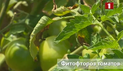 Народные средства против фитофторы на помидорах. | Сад Дом Кулинария