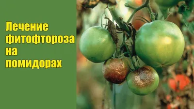 Самые частые болезни томатов: фото, описания, меры борьбы