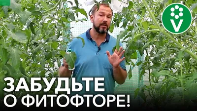 Как вылечить помидоры от фитофторы: советы опытных дачников