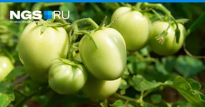 Особое внимание - фитофтора на помидорах - Good Harvest | Семена |  Удобрения | Средства защиты растений