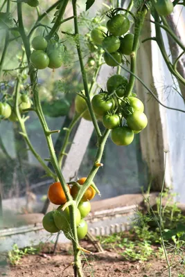 🐛🍅Помидоры в теплице: как бороться с фитофторой и другими болезнями  томатов. Фитофтора на помидорах в теплице и другие болезни томатов