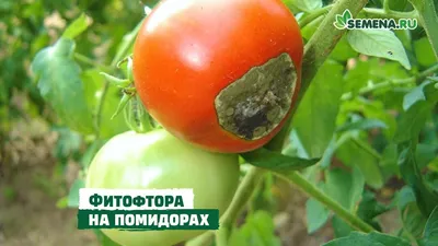 Фитофтора на помидорах – как бороться – народные методы и советы садоводов