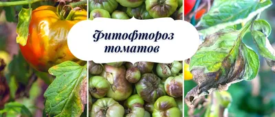 Растение томата и незрелый помидор заражаются фитофторозом, вызываемым  phytophthora infestans. | Премиум Фото