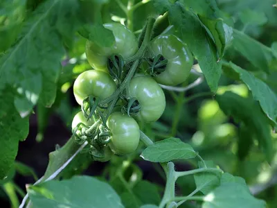 🐛🍅Фитофтора на помидорах, паутинный клещ на огурцах: как бороться? Как  бороться с болезнями томатов, огурцов, перцев