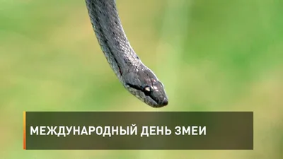 Техасский Крыс Змея Лежит На Ветвь — стоковые фотографии и другие картинки  Без людей - Без людей, Белый, Вертикальный - iStock