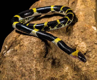 Животные, #Змеи, #аватары, #картинки, #фотки, #арт,  https://avatarko.ru/kartinka/16571 | World biggest snake, Scary animals,  World's largest snake