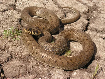 Мандарин Гондураса Молоко Змея, Lampropeltis Треугольника Hondurensis, На  Белом Фоне Фотография, картинки, изображения и сток-фотография без роялти.  Image 11568297