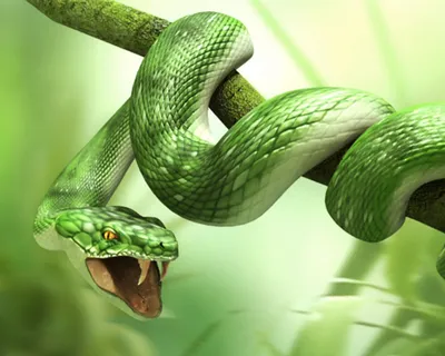 Триколор Гондураса Молоко Змея, Lampropeltis Треугольника Hondurensis, На  Белом Фоне Фотография, картинки, изображения и сток-фотография без роялти.  Image 11568265