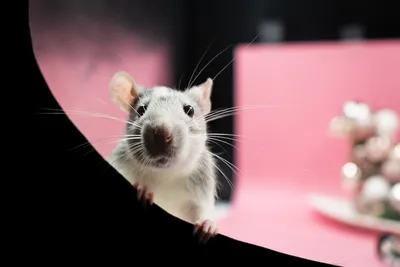 https://www.chita.ru/text/animals/2024/01/11/73103927/