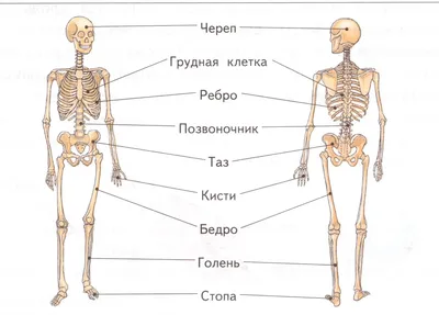 Подколенная мышца