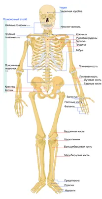 Анатомия Человека Задняя Часть Ног Икроножные Мышцы Колени 3d Иллюстрация —  стоковые фотографии и другие картинки Боль - iStock