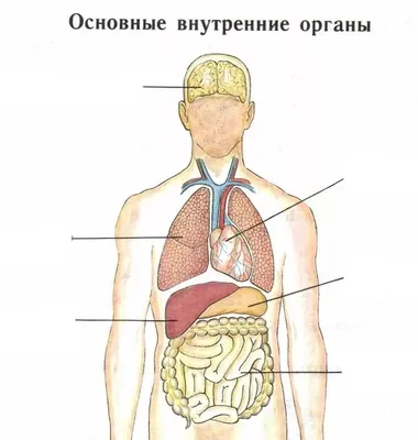 Колено Человека Проблема С Выделенную Область — стоковые фотографии и  другие картинки Анатомия - Анатомия, Артрит, Без людей - iStock