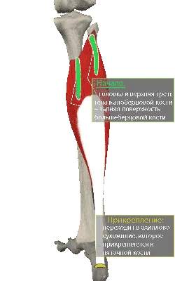 Конечности ноги картинки PNG , нога клипарт, ноги, конечности PNG картинки  и пнг PSD рисунок для бесплатной загрузки