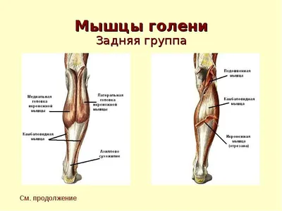 Deep Vein Thrombosis Or Blood Clots. Embolus. Фотография, картинки,  изображения и сток-фотография без роялти. Image 128867878