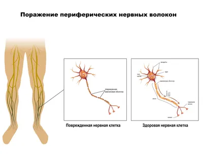 The Портняжная Мышца — стоковые фотографии и другие картинки 2015 - 2015,  Анатомия, Бедро - человеческая нога - iStock