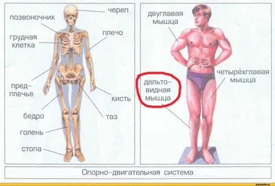 Большеберцовая Кость Или Кость Голени С Контурами Тела Икры Вид Сзади  3dвизуализация Иллюстрация Изолированная На Белом Цвете С Простра —  стоковые фотографии и другие картинки Анатомическая модель - iStock