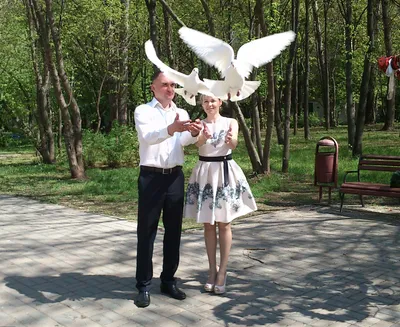 голуби и свадьба