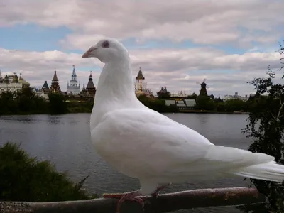 Что происходит со свадебными голубями после выпуска? Не омрачайте праздник  чужой гибелью | Книга животных | Дзен