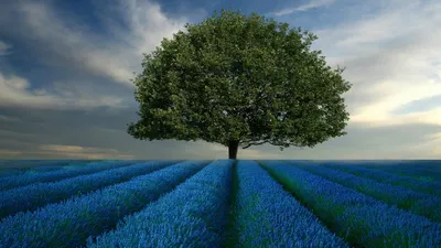 Обои цветы, природа, лепестки, весна, голубые для рабочего стола,  pechenocna flowers HD wallpaper | Pxfuel