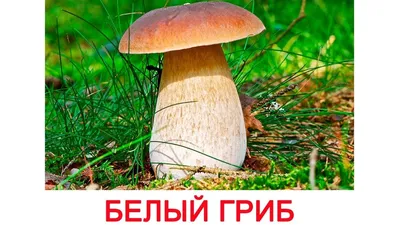 Грибы на белом фоне - фото и картинки abrakadabra.fun