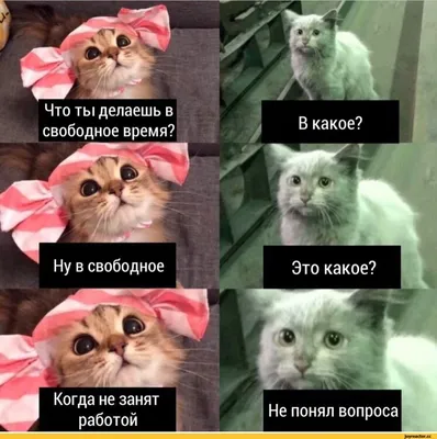 Цитаты Под Фото Цитаты Цитаты О | Цитаты про смех, Цитаты ошо, Мудрые цитаты