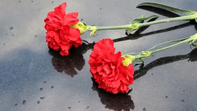 Гвоздики, на предпосылке памятника, на воинских одеждах Стоковое  Изображение - изображение насчитывающей открытка, жорж: 113557837