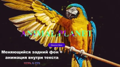 Делаем видео фон на чистом HTML+CSS – Web Dev Tips