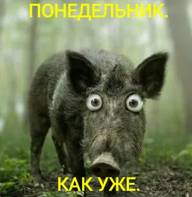 Завтра иду на работу. В последний раз