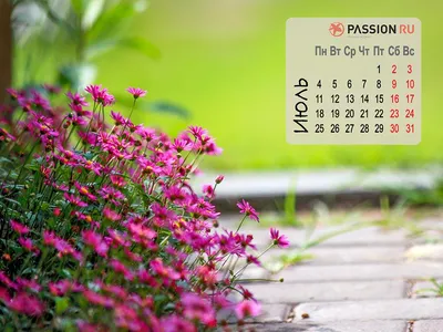 Обои для рабочего стола от Passion.ru: июль 2022 года - Страсти