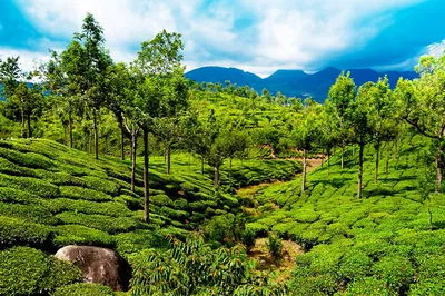 Обои для рабочего стола Индия Kerala Природа Кусты дерево