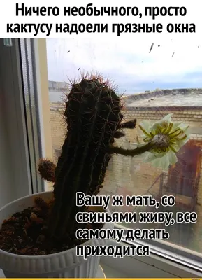 Юмор, фото, картинки, видео, рассказы, стихи, песни и приколы, литература |  Красота. Уход за лицом и телом | Сообщества | Для мам