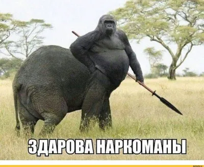 Картинки с юмором » Приколы, юмор, фото и видео приколы, красивые девушки  на кайфолог.нет
