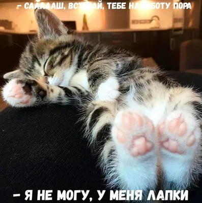 Пошлый юмор - ЯПлакалъ
