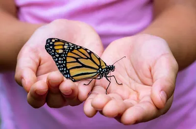 Фото Бабочка в руке