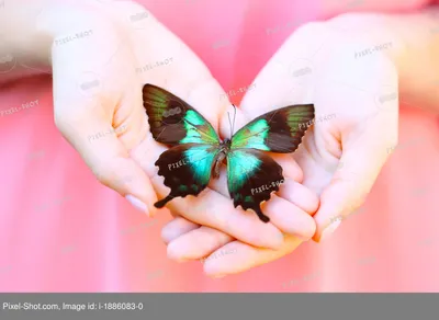 Бабочка На Руке Насекомое Животное - Бесплатное фото на Pixabay - Pixabay
