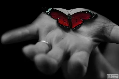 Бабочка на руке - 73 фото