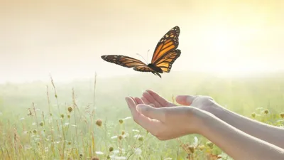 Красочная бабочка в женской руке, макро :: Стоковая фотография ::  Pixel-Shot Studio