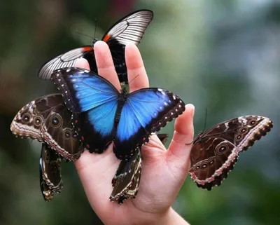Бабочка на руке женщины. В движении Стоковое Изображение - изображение  насчитывающей жизнь, внимательность: 39769605