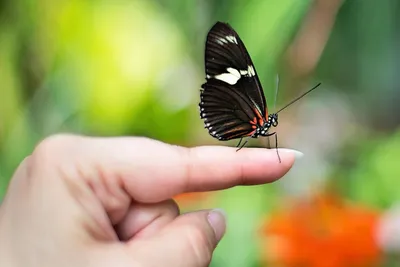 Бабочка на руке черный цвет, …» — создано в Шедевруме